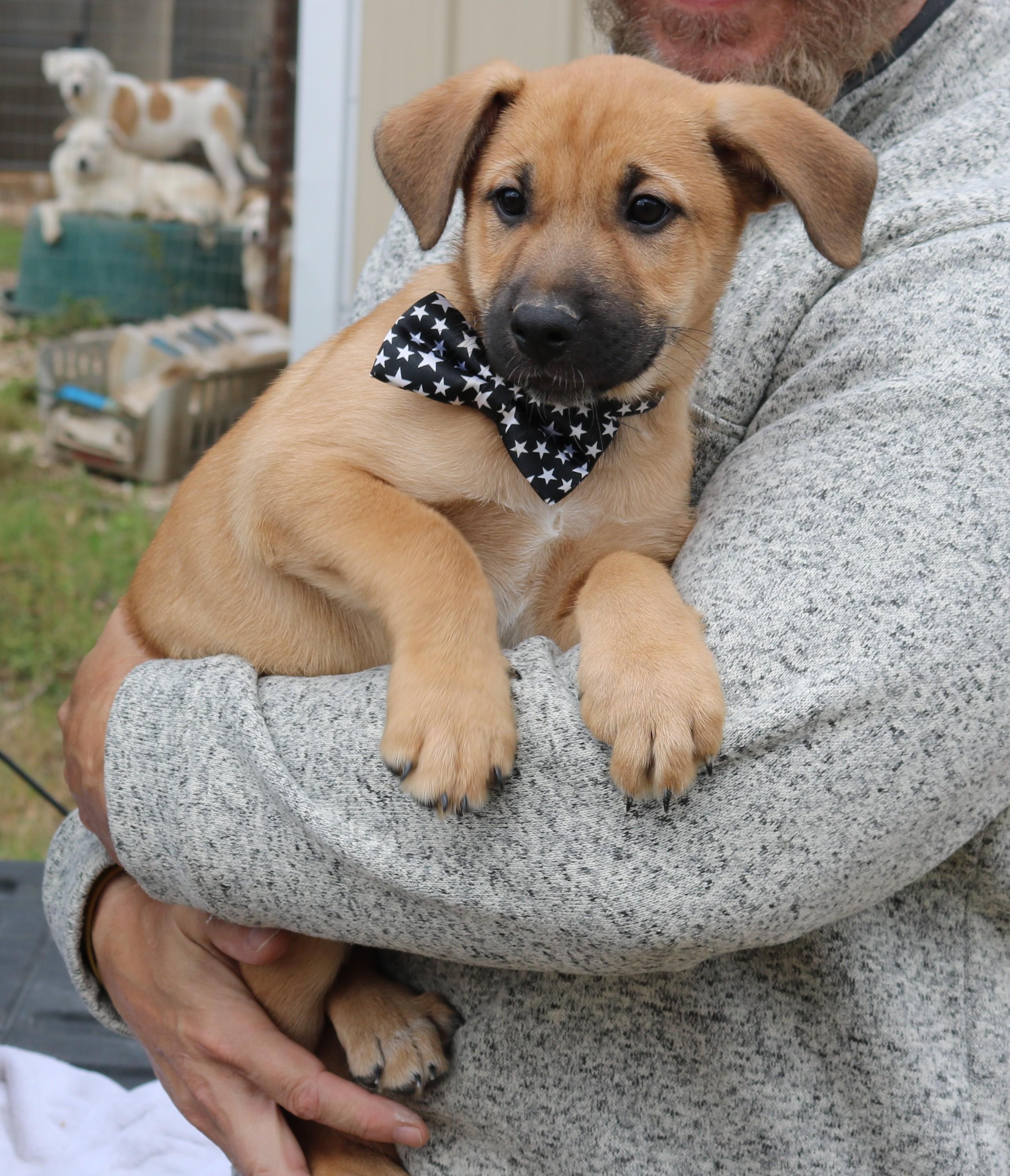 Enlarge Jasper, an adopted Labrador Retriever in Bandera, TX image 4/4