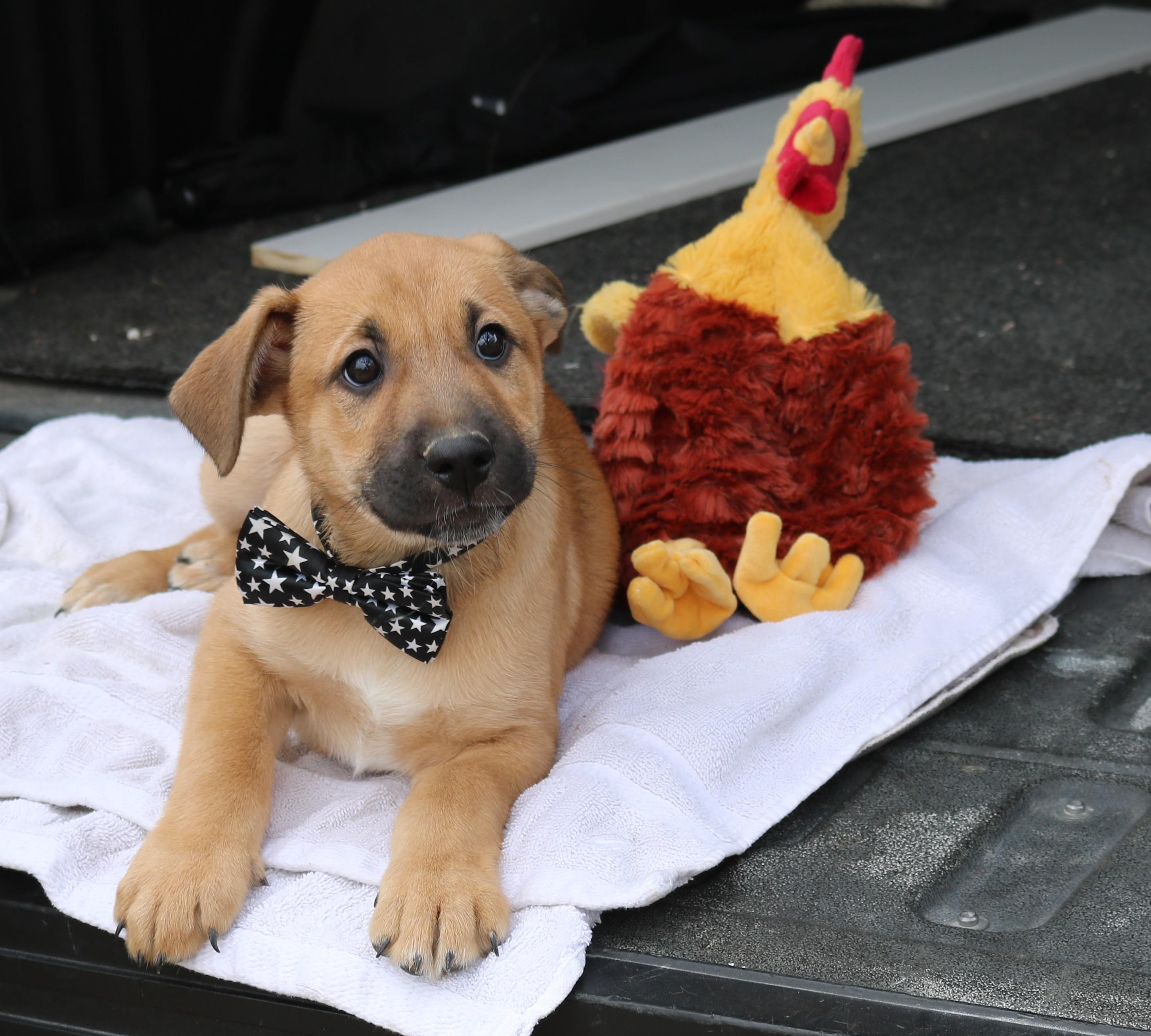 Jasper, adopted, Puppy Male Labrador Retriever.