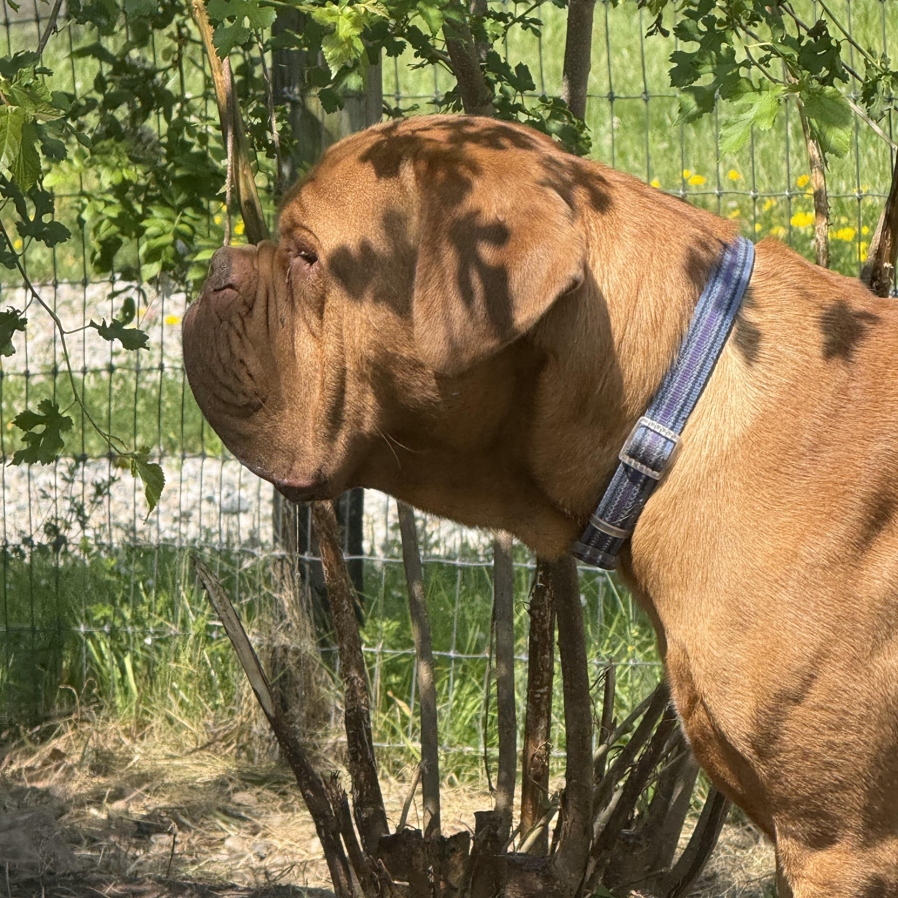 Barry, a Adopted Dogue de Bordeaux in Gulfport, MS image 5/5