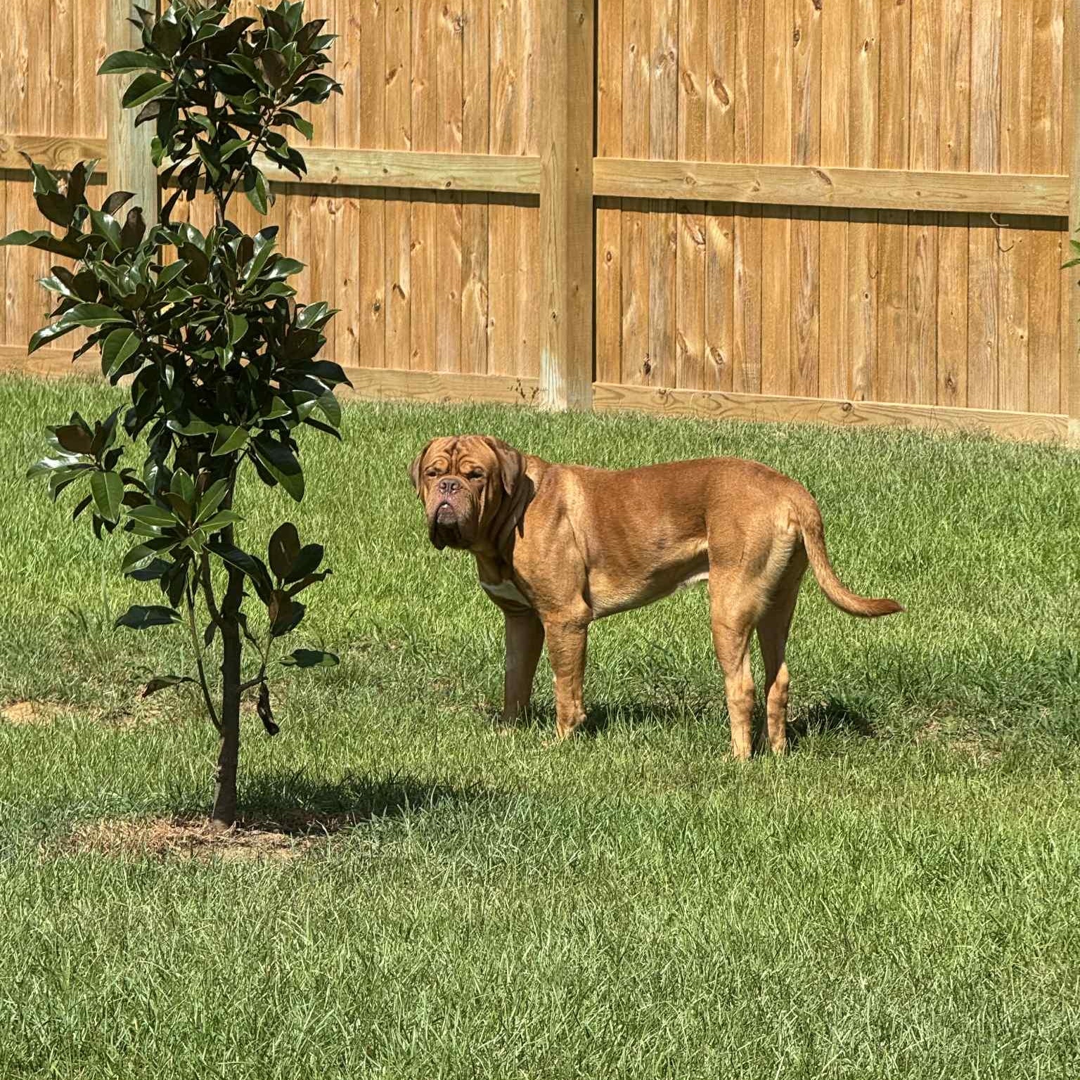 Barry, a Adopted Dogue de Bordeaux in Gulfport, MS image 2/5