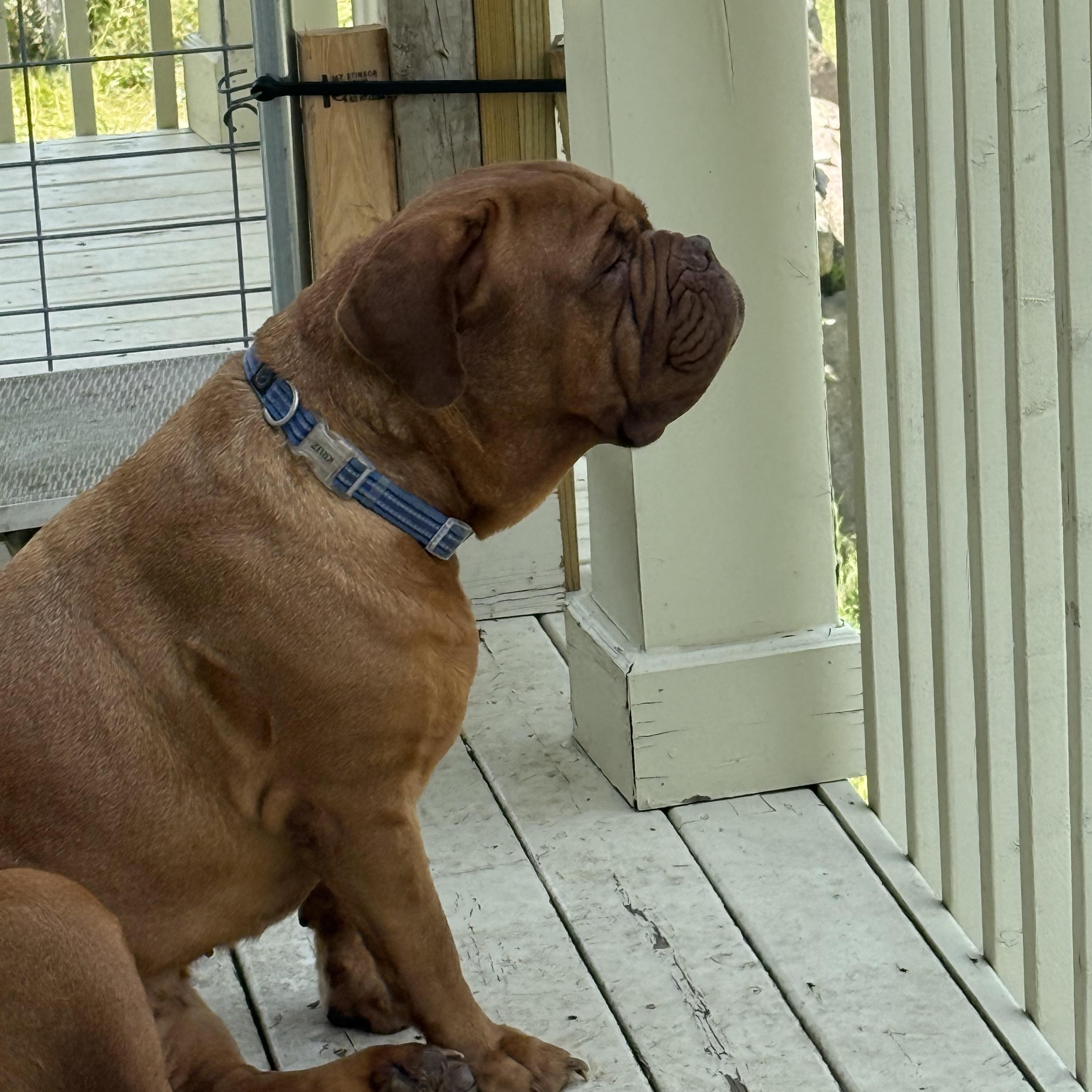 Barry, a Adopted Dogue de Bordeaux in Gulfport, MS image 4/5