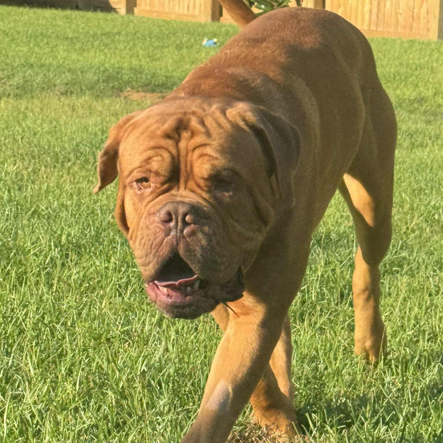 Barry, Adopted, Adult Male Dogue de Bordeaux.