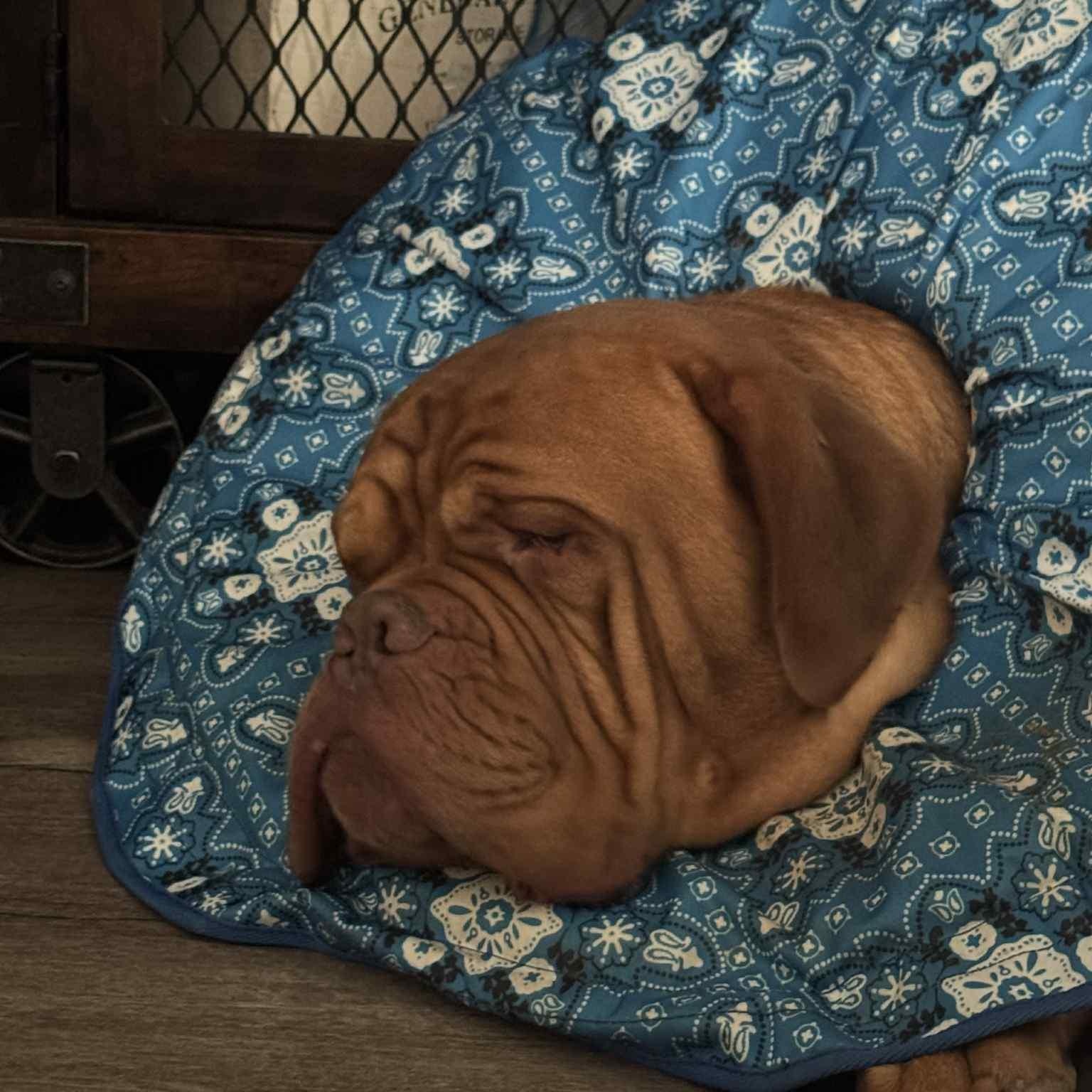 Barry, a Adopted Dogue de Bordeaux in Gulfport, MS image 3/5