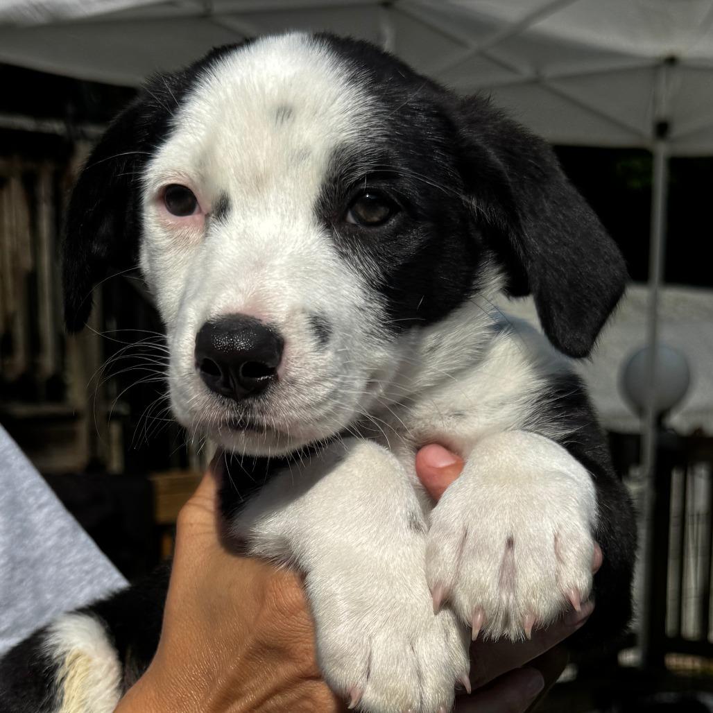 NY Lennox (Foster in Stormville NY), Adoptable, Puppy Male Border Collie & Corgi.