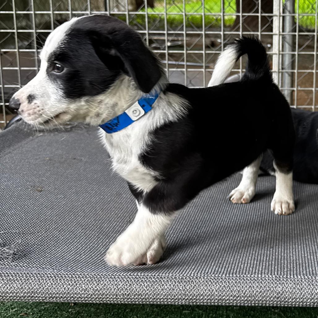 NY Lennox (Foster in Stormville NY), a Adoptable mixed breed in Eastford, CT image 2/4