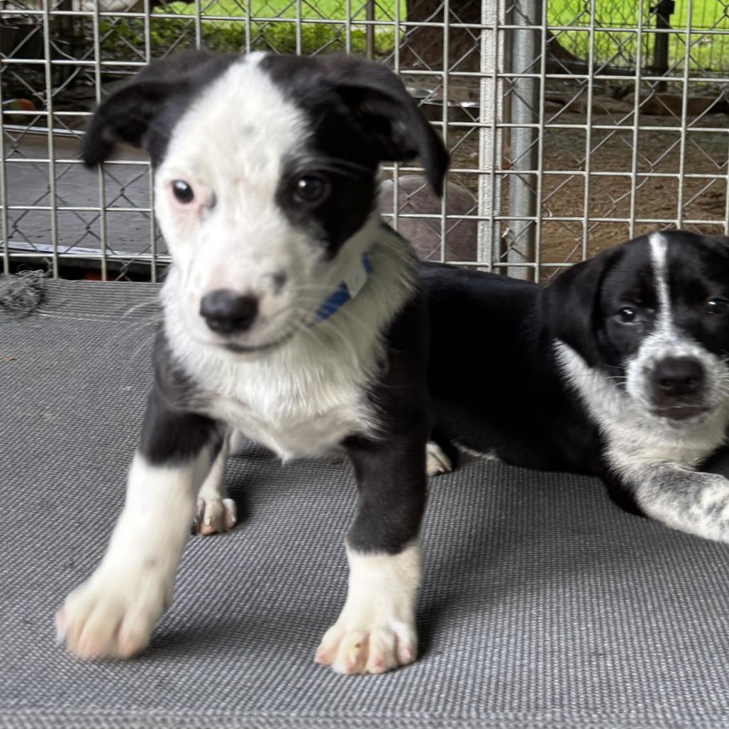 NY Lennox (Foster in Stormville NY), a Adoptable mixed breed in Eastford, CT image 3/4