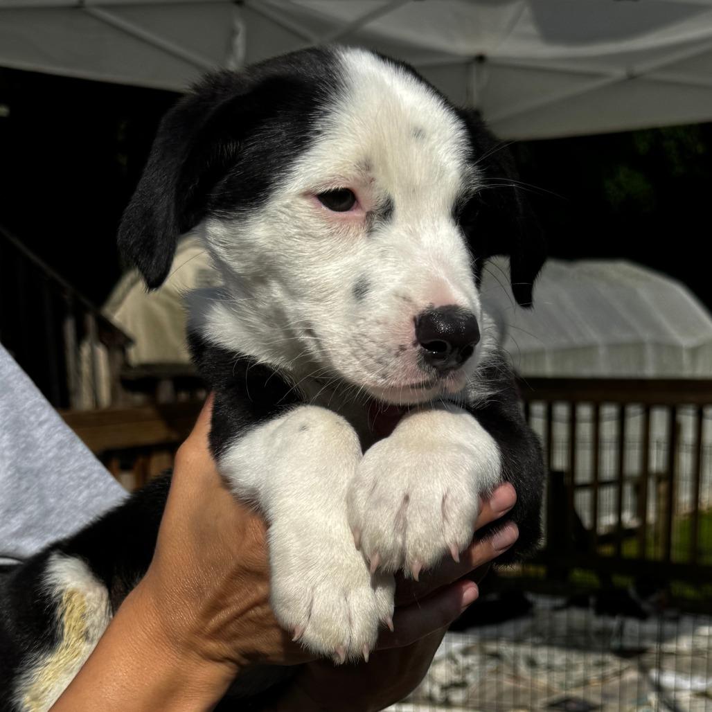 NY Lennox (Foster in Stormville NY), a Adoptable mixed breed in Eastford, CT image 4/4