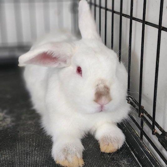 Enlarge Angel, a Adoptable Bunny Rabbit in Navarre, FL image 1/2