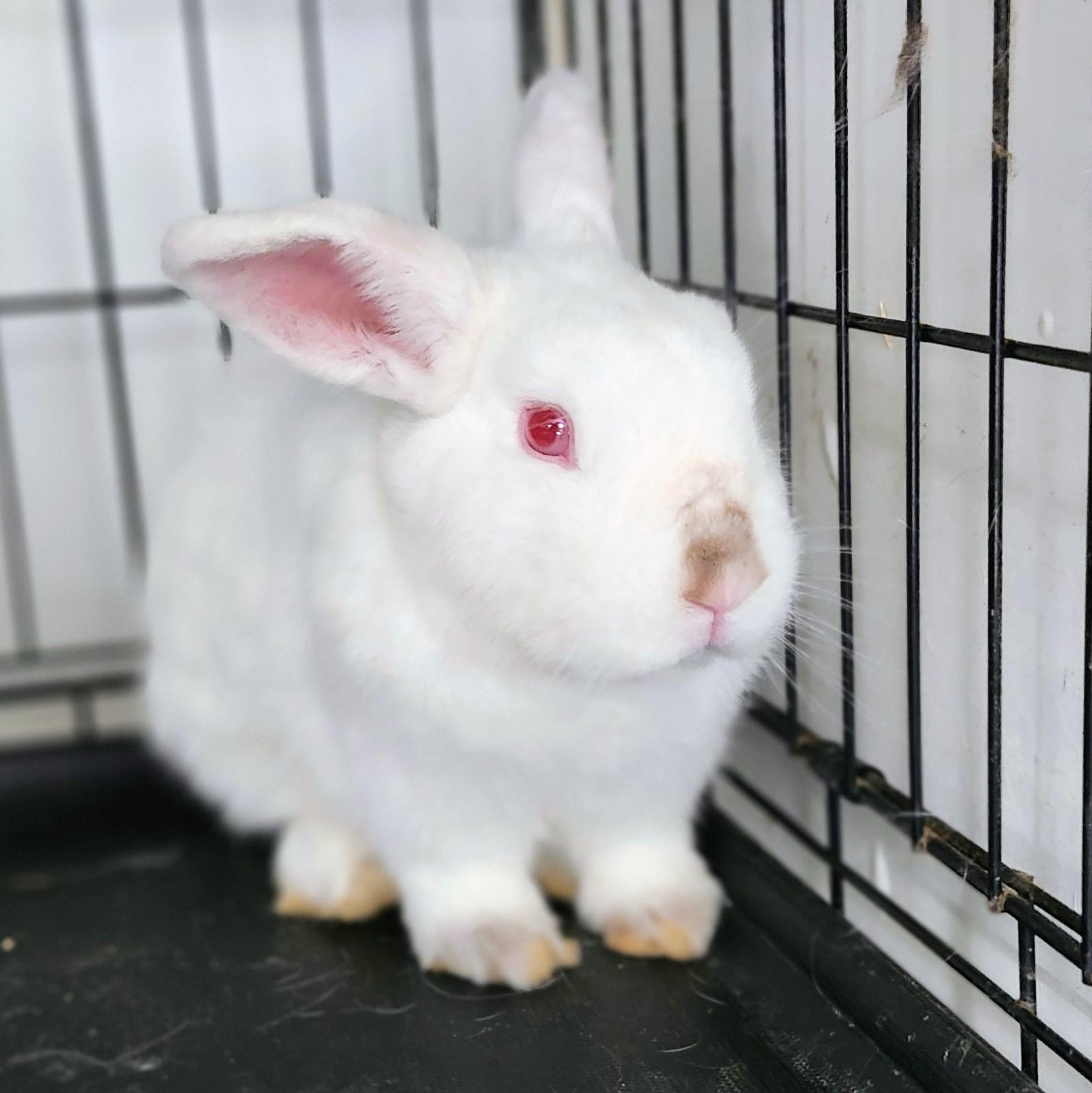 Enlarge Angel, a Adoptable Bunny Rabbit in Navarre, FL image 2/2
