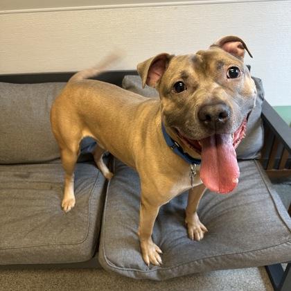 Raymond, Adoptable, Adult Male Mixed Breed.