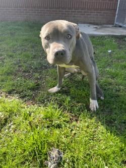 pippin, adoptable, Young Male Pit Bull Terrier.