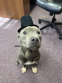 Enlarge pippin, an adopted Pit Bull Terrier in Woodbine, GA image 2/3