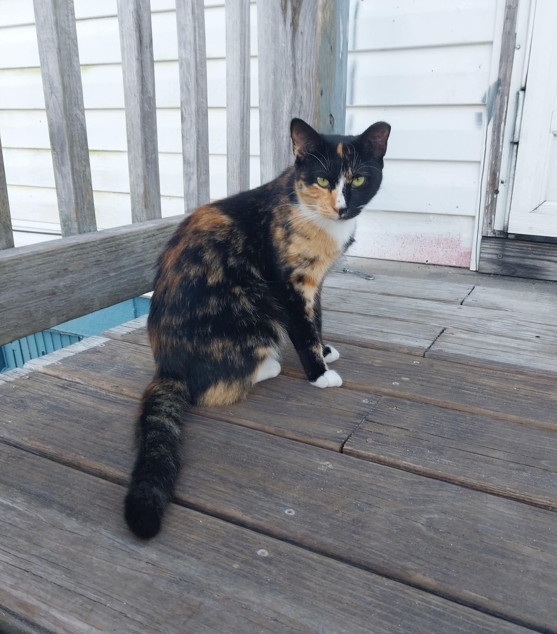 Enlarge Rosie, a Adoptable Tortoiseshell in Oriental , NC image 1/1