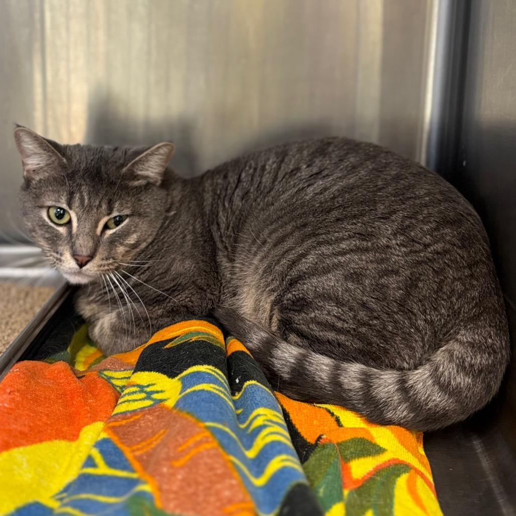 Enlarge Gavin, a Adoptable Domestic Short Hair in Davenport, IA image 1/4