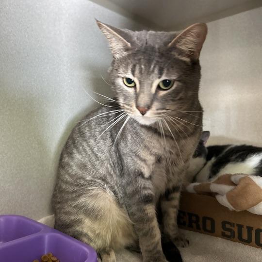 Enlarge Gavin, a Adoptable Domestic Short Hair in Davenport, IA image 2/6