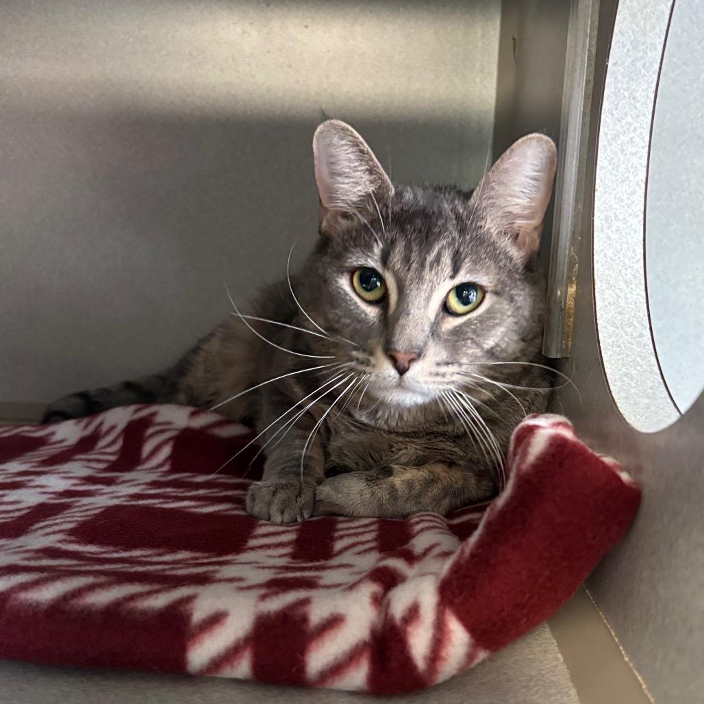 Enlarge Gavin, a Adoptable Domestic Short Hair in Davenport, IA image 2/4
