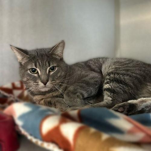 Enlarge Gavin, a Adoptable Domestic Short Hair in Davenport, IA image 3/4
