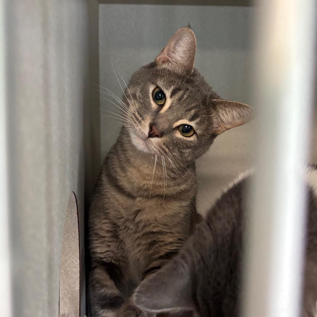 Enlarge Gavin, a Adoptable Domestic Short Hair in Davenport, IA image 5/6