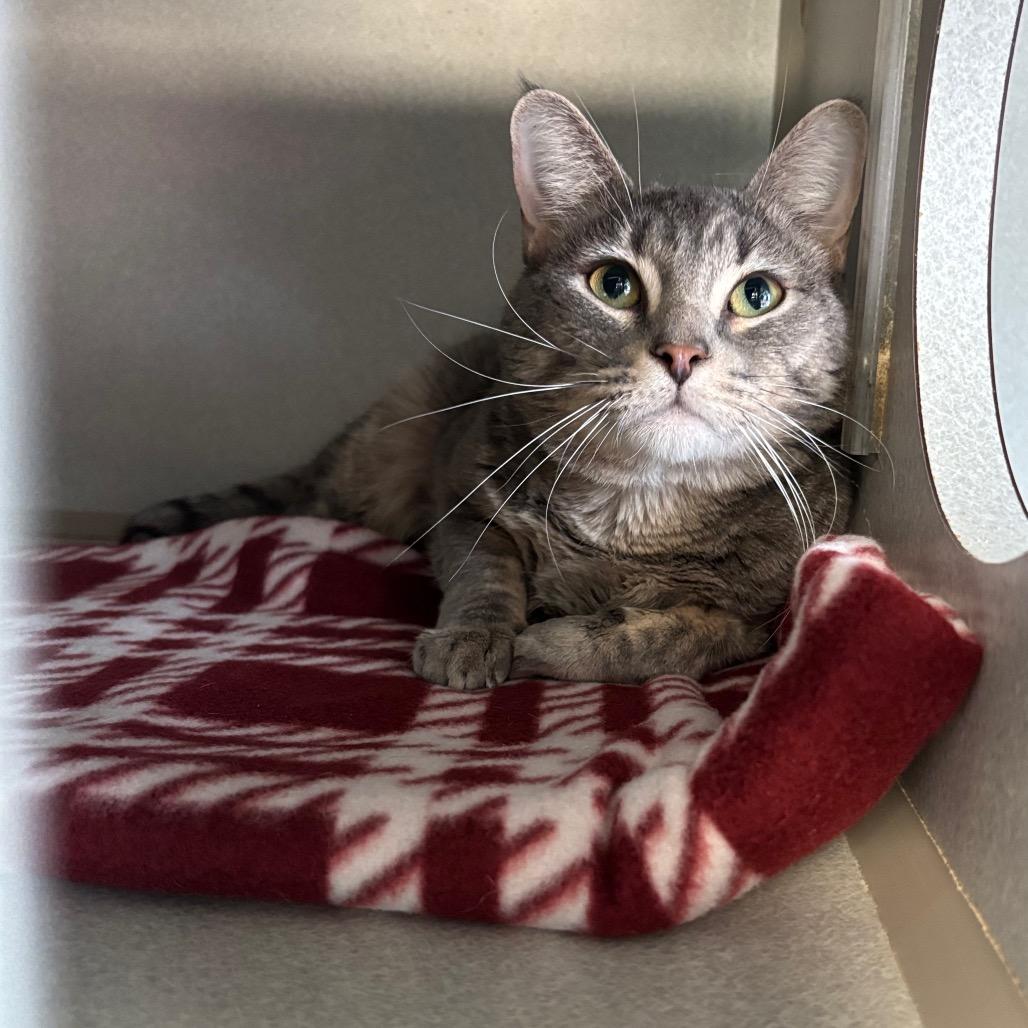 Enlarge Gavin, a Adoptable Domestic Short Hair in Davenport, IA image 4/4