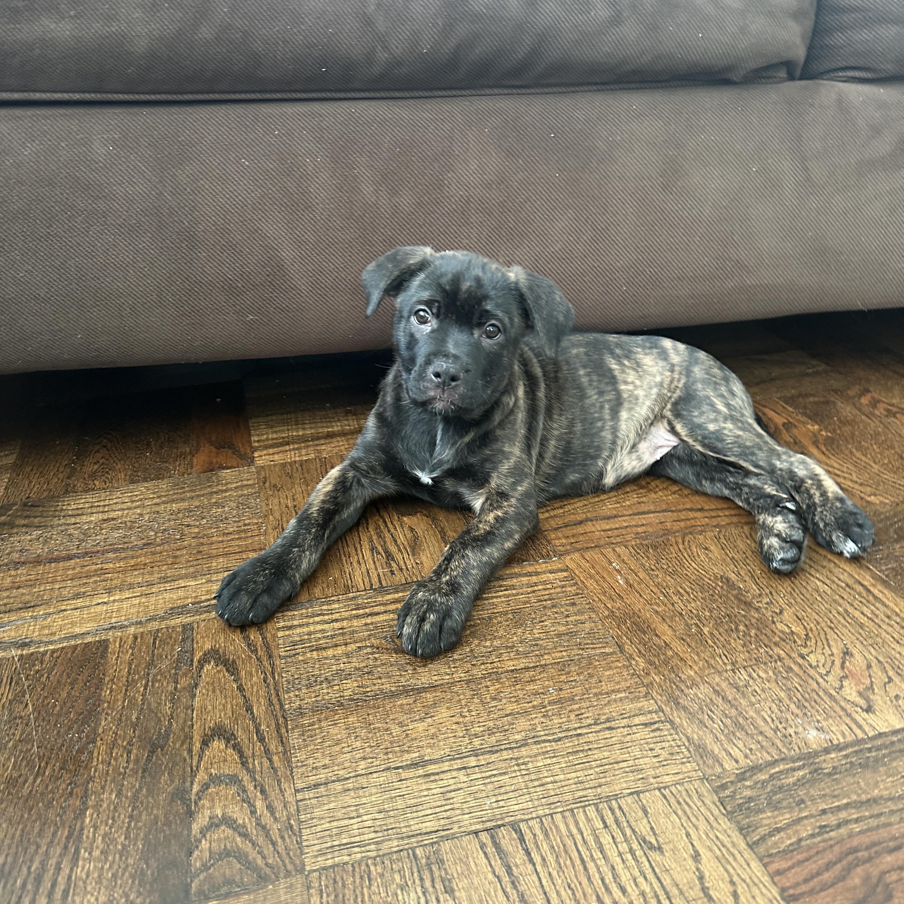 Enlarge Elora, a ADOPTABLE Mixed Breed in Mississauga, ON image 5/6