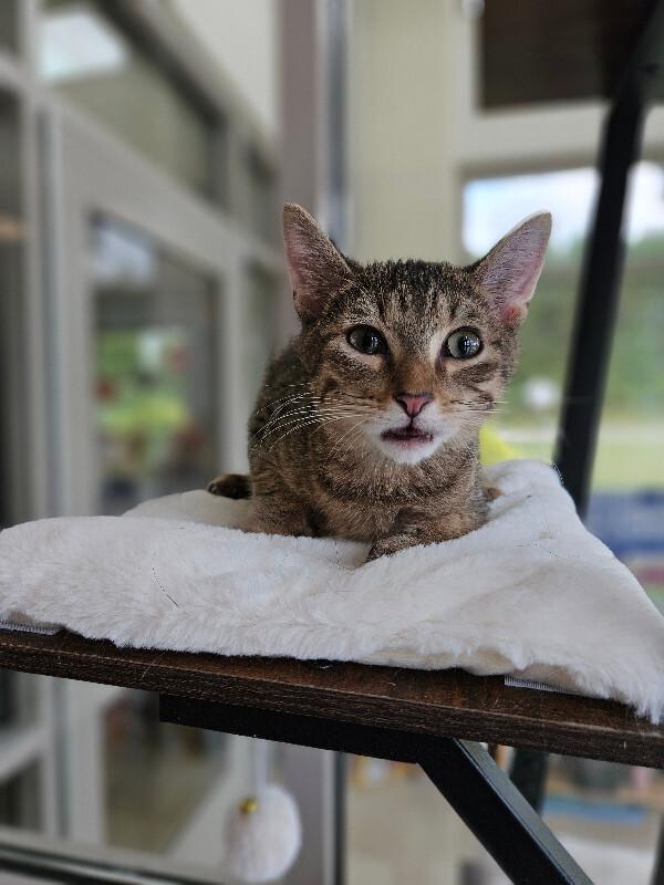 Cappuccino, Adoptable, Young Male Domestic Short Hair.