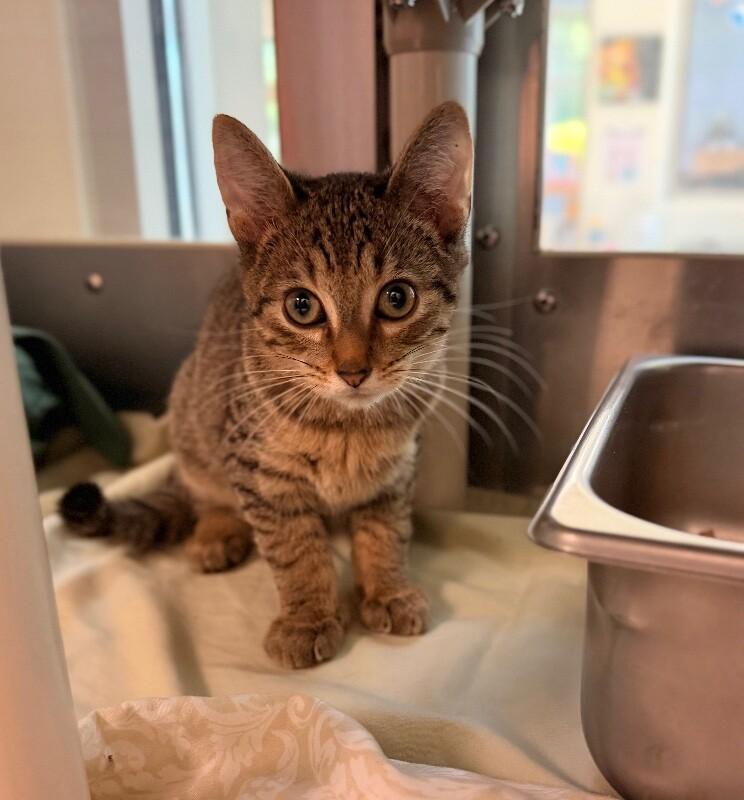 Enlarge Cappuccino, a Adoptable Domestic Short Hair in Disputanta, VA image 2/5