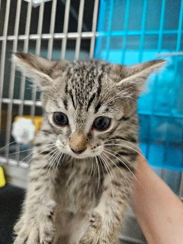 Enlarge Cappuccino, a Adoptable Domestic Short Hair in Disputanta, VA image 3/5