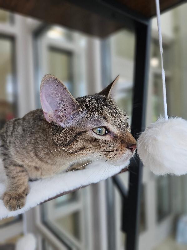 Enlarge Cappuccino, a Adoptable Domestic Short Hair in Disputanta, VA image 4/5
