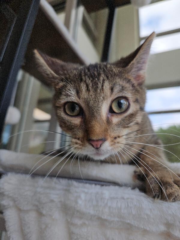 Enlarge Cappuccino, a Adoptable Domestic Short Hair in Disputanta, VA image 5/5