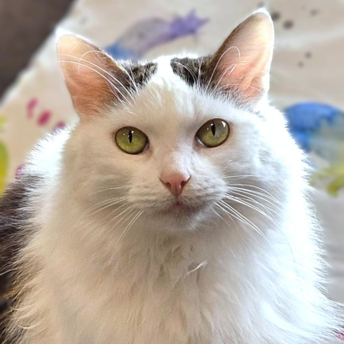 Hope, a ADOPTABLE Domestic Long Hair in Endicott, NY image 1/4