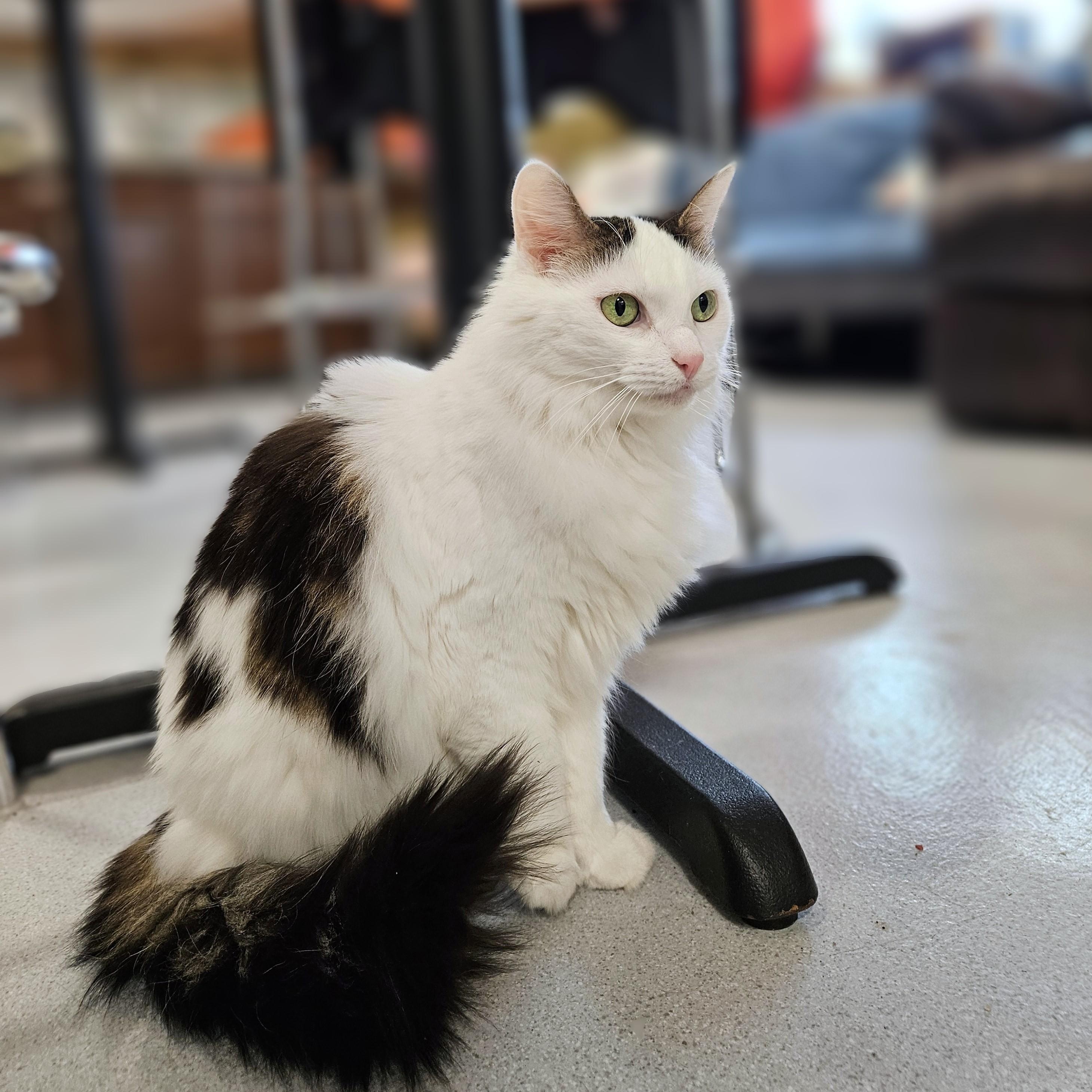 Hope, a ADOPTABLE Domestic Long Hair in Endicott, NY image 4/4