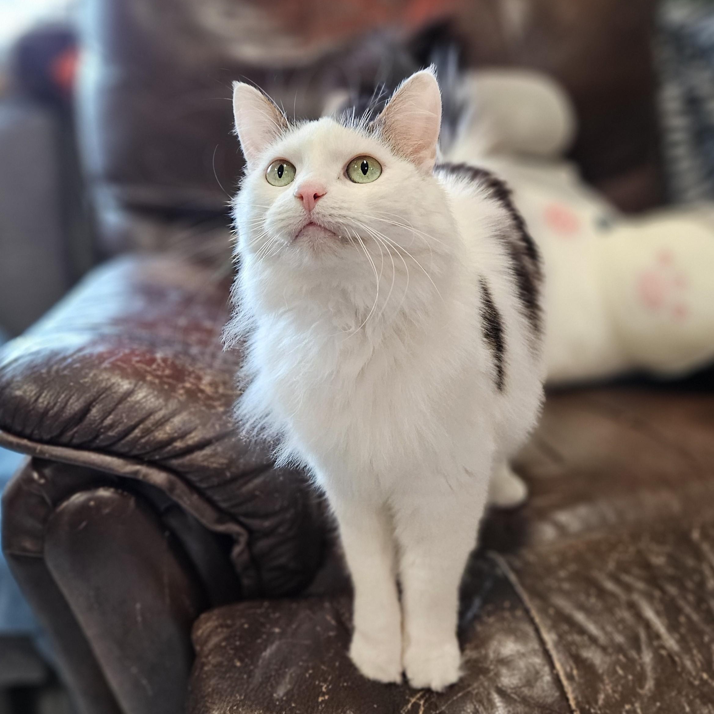 Hope, a ADOPTABLE Domestic Long Hair in Endicott, NY image 2/4