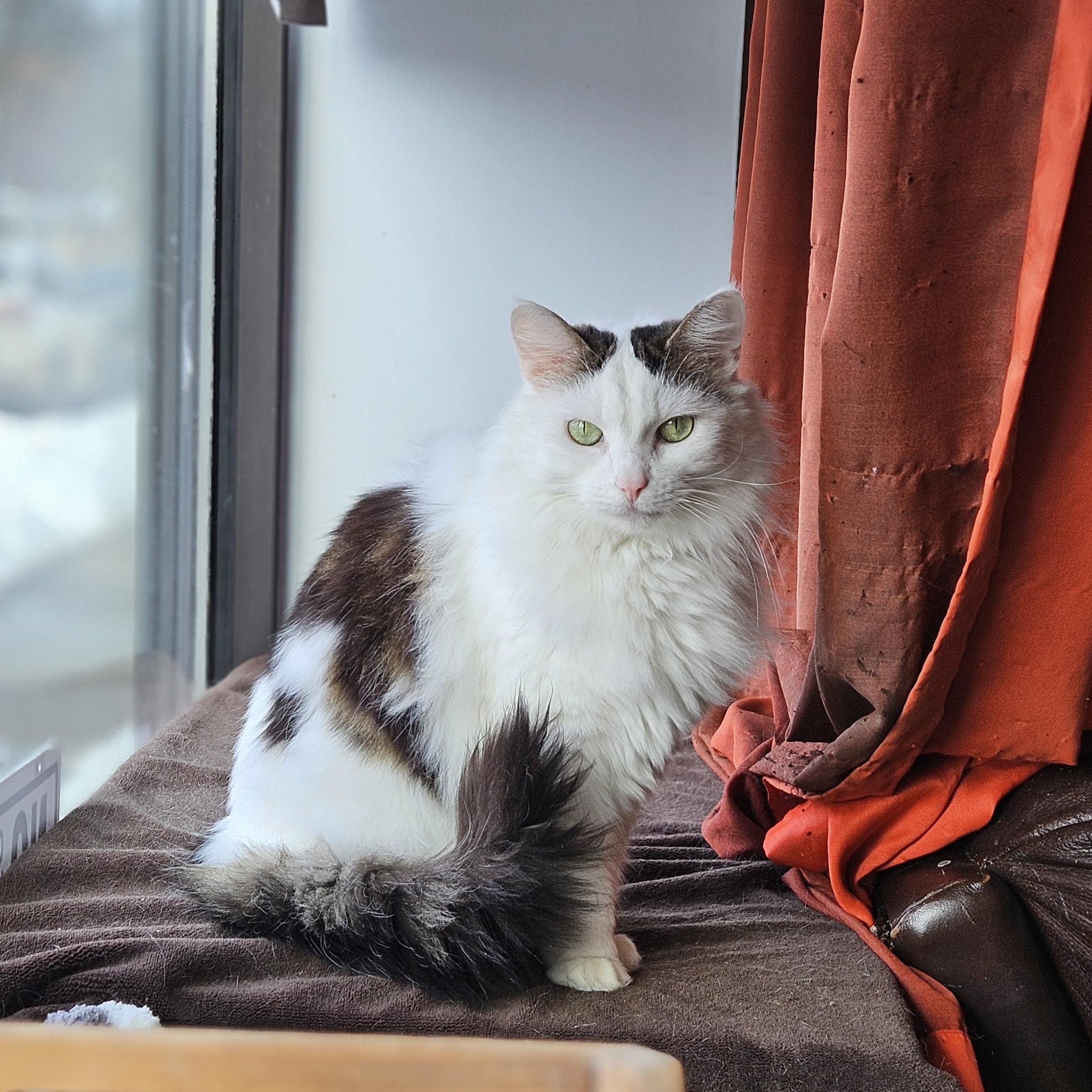 Hope, a ADOPTABLE Domestic Long Hair in Endicott, NY image 3/4
