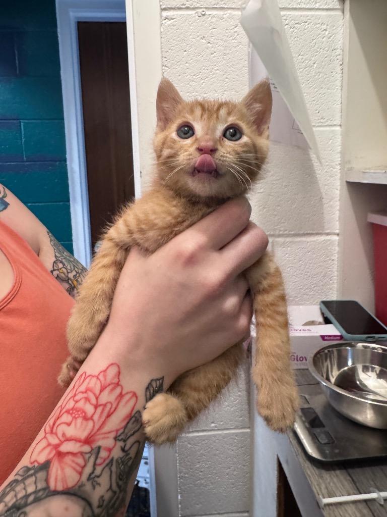 Rhudy, Adoptable, Kitten Male Domestic Short Hair.