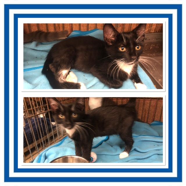 OREO, ADOPTABLE, Kitten Male Domestic Short Hair.