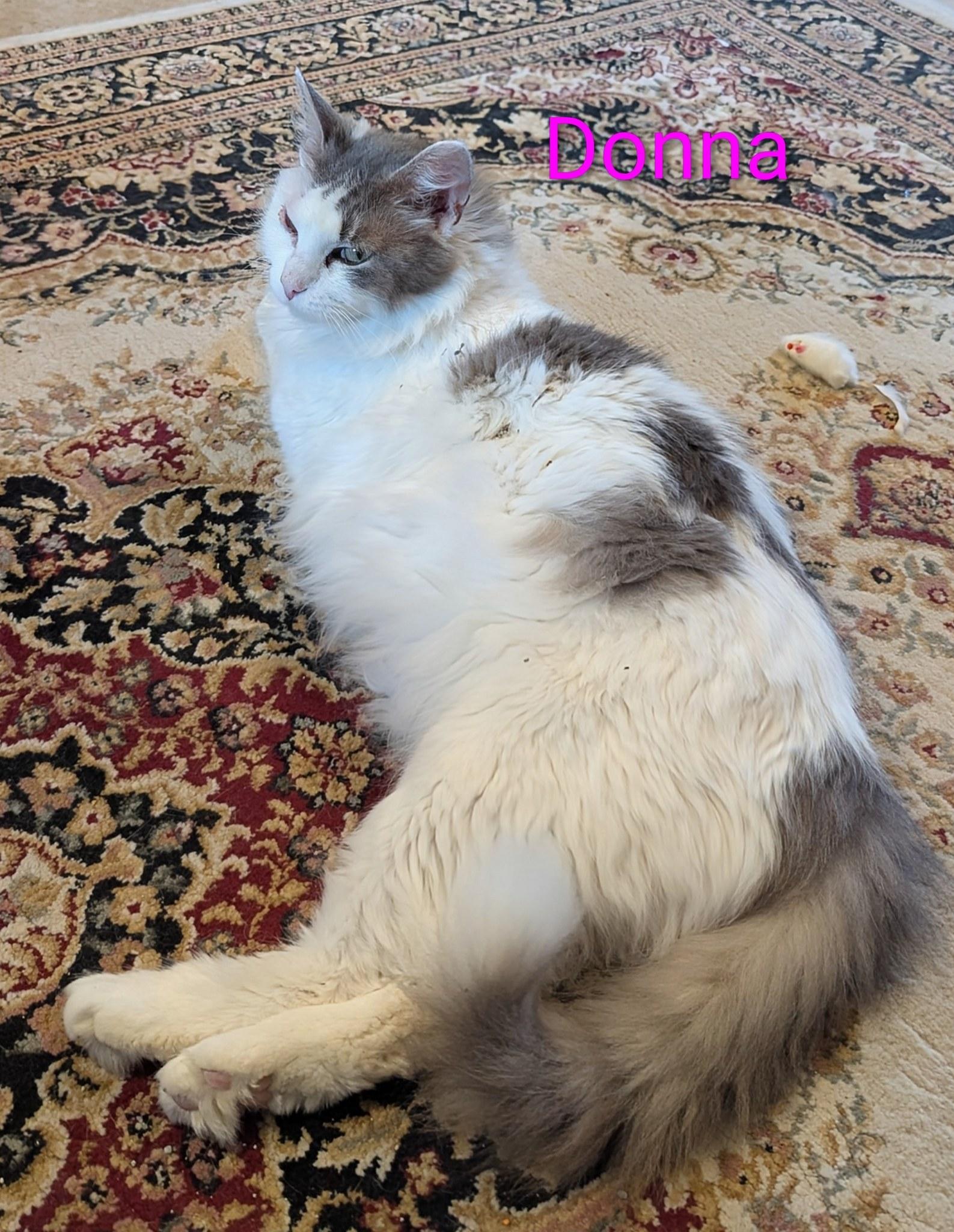 Enlarge Donna, a ADOPTABLE Domestic Medium Hair in Lapeer, MI image 2/2