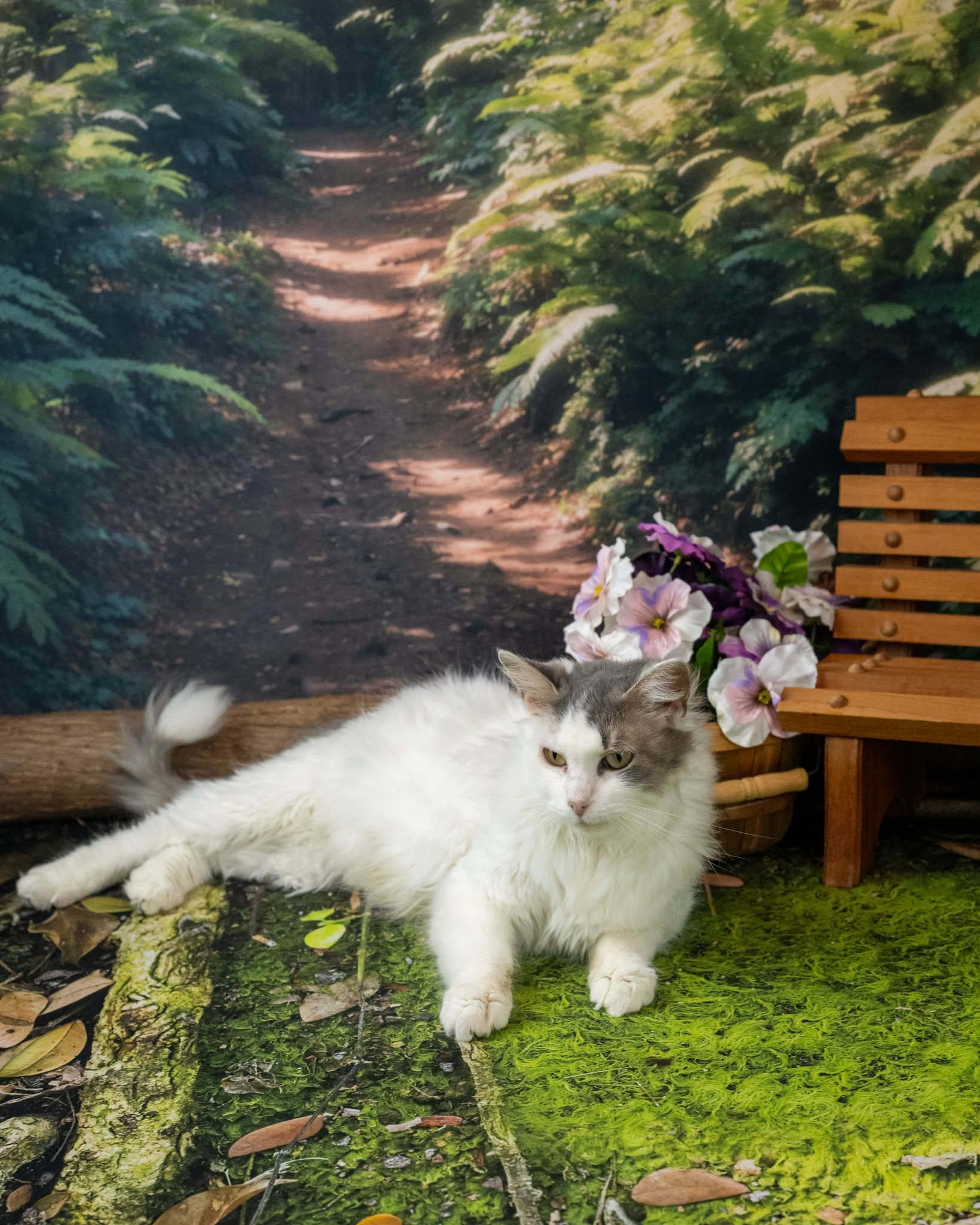 Enlarge Donna, a ADOPTABLE Domestic Medium Hair in Lapeer, MI image 5/6