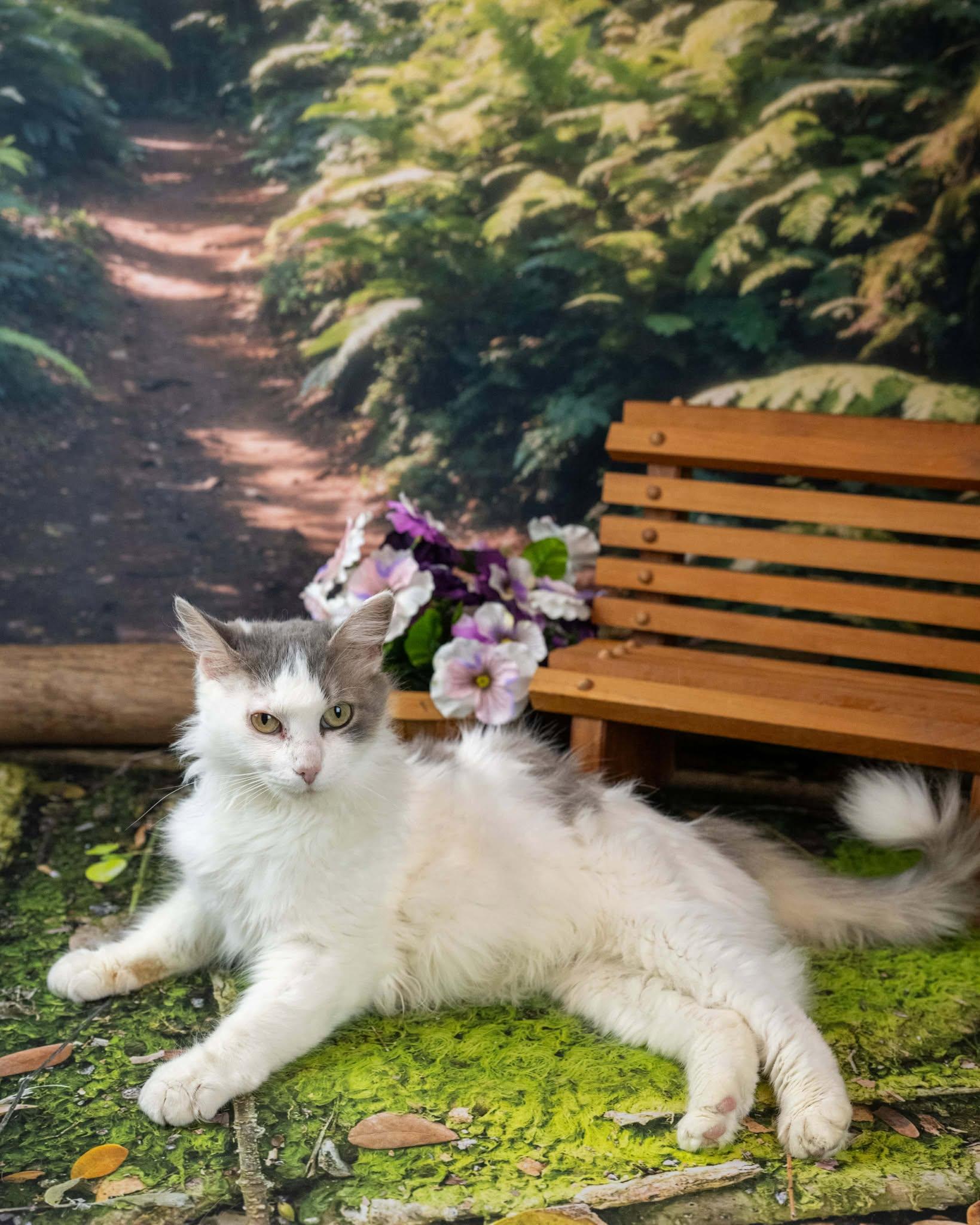 Enlarge Donna, a ADOPTABLE Domestic Medium Hair in Lapeer, MI image 6/6
