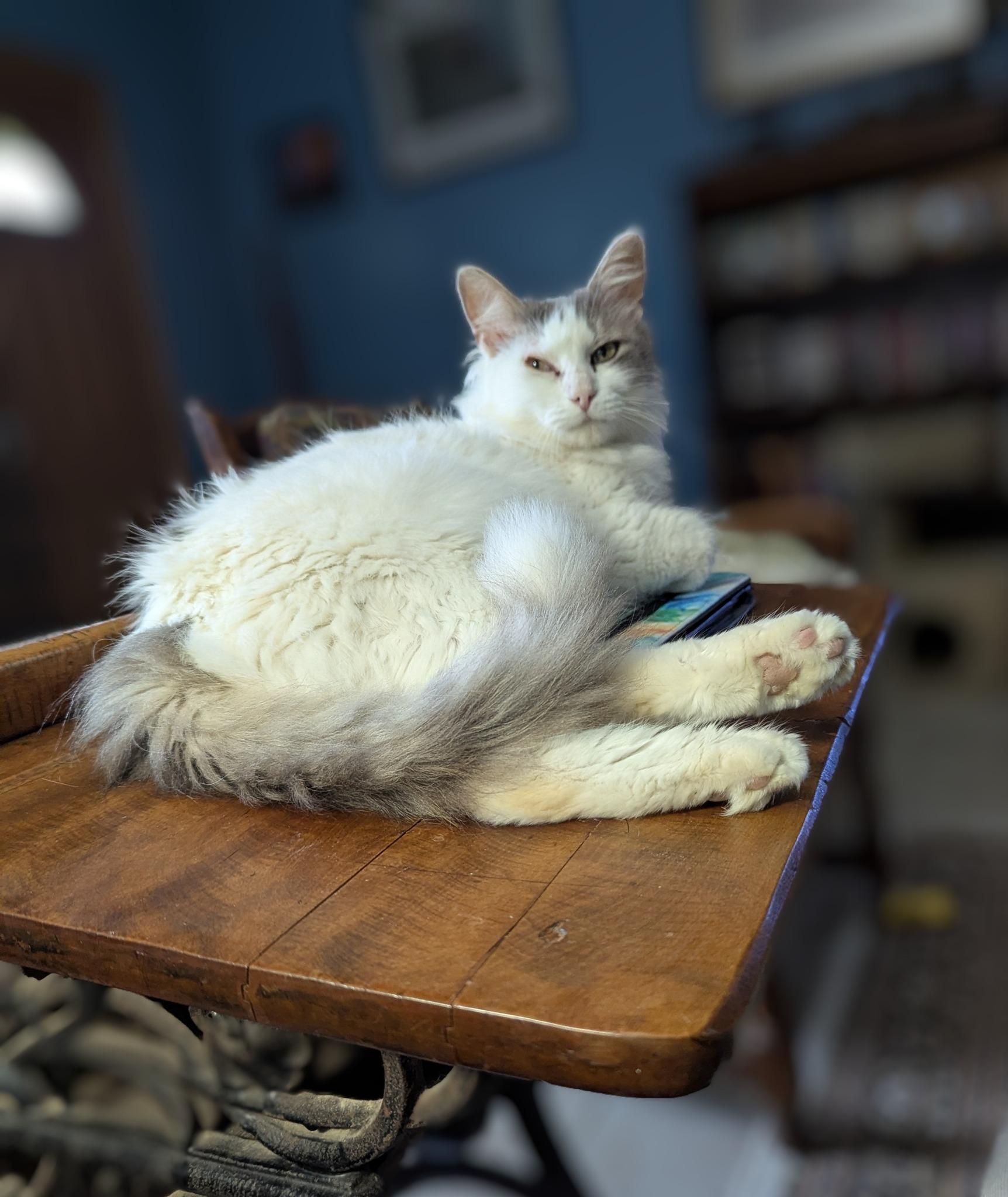 Enlarge Donna, a ADOPTABLE Domestic Medium Hair in Lapeer, MI image 1/2