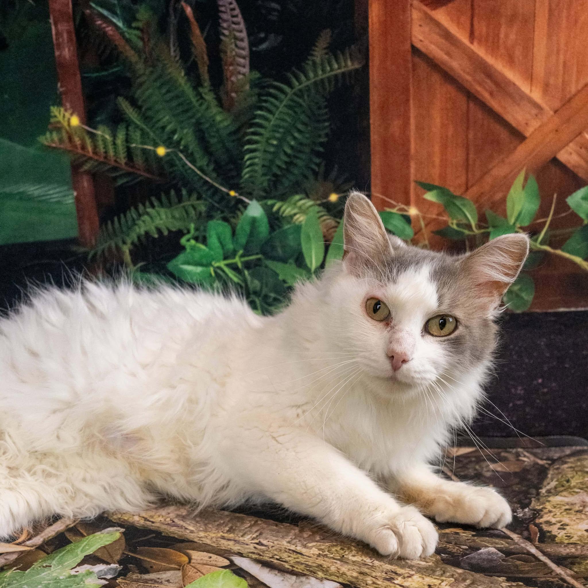 Enlarge Donna, a ADOPTABLE Domestic Medium Hair in Lapeer, MI image 2/6