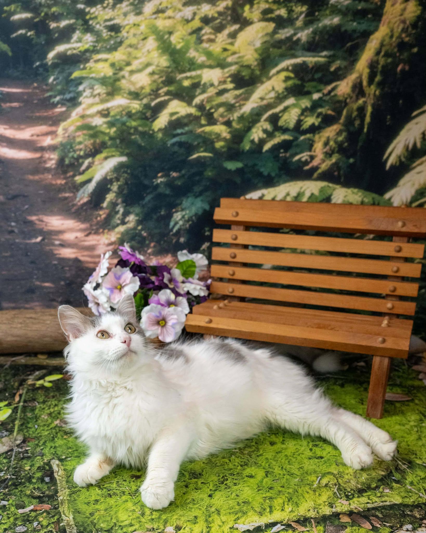 Enlarge Donna, a ADOPTABLE Domestic Medium Hair in Lapeer, MI image 4/6