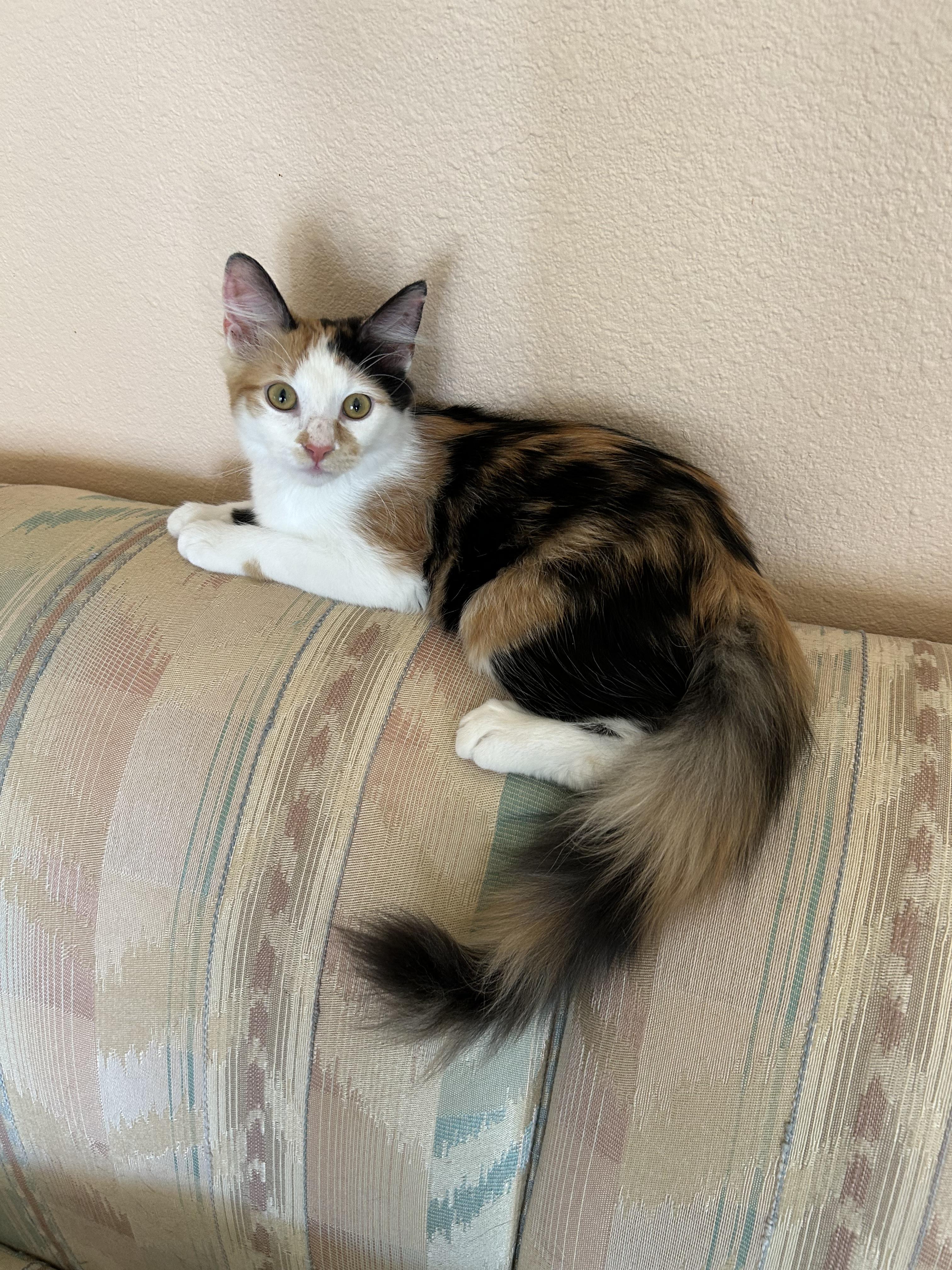 Abigail, Adoptable, Young Female Calico.