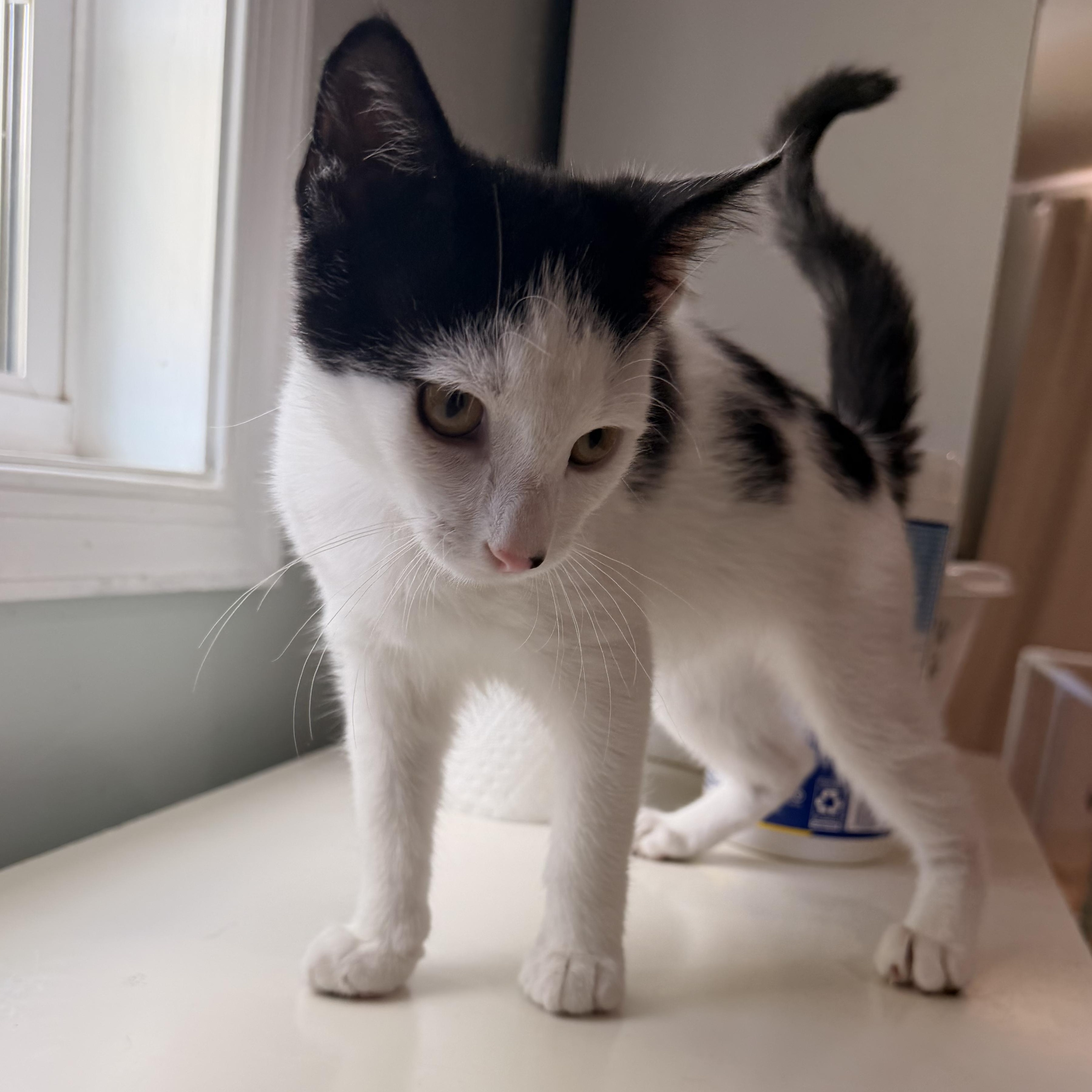 Dinky, a ADOPTABLE Domestic Short Hair in Suffolk, VA image 2/2