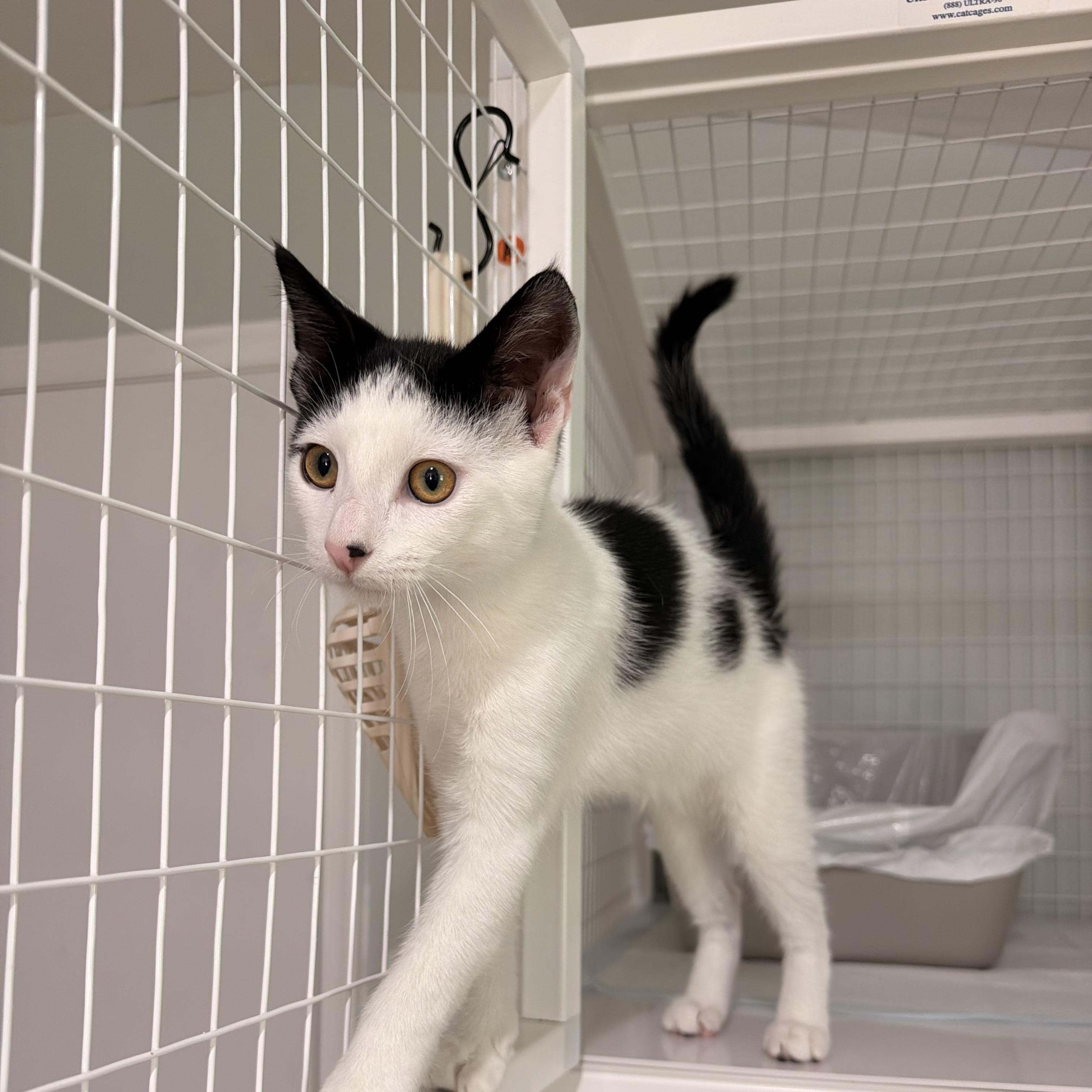 Dinky, a ADOPTABLE Domestic Short Hair in Suffolk, VA image 1/2