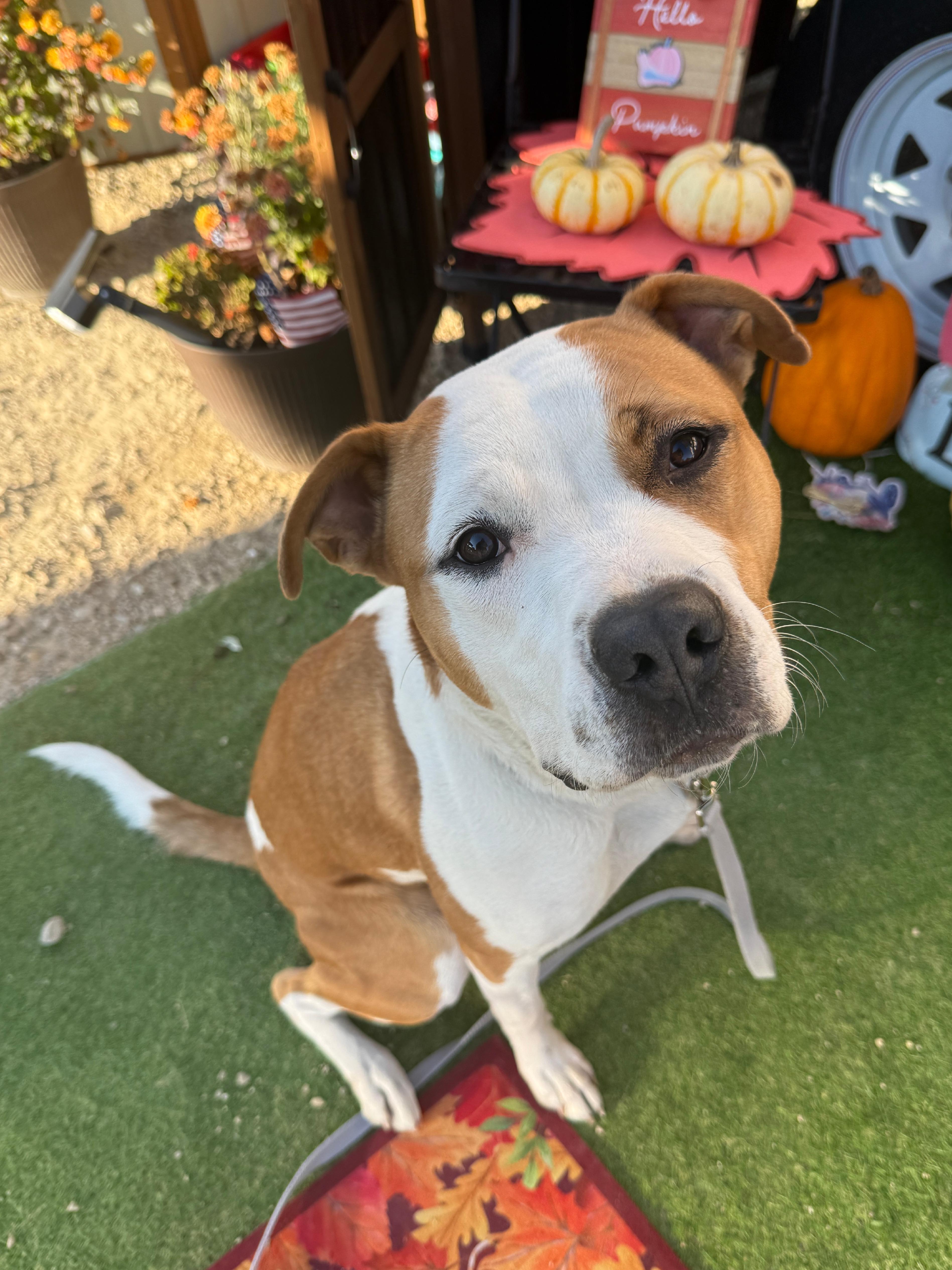 Enlarge Zorro, a Adoptable mixed breed in Wautoma, WI image 2/4