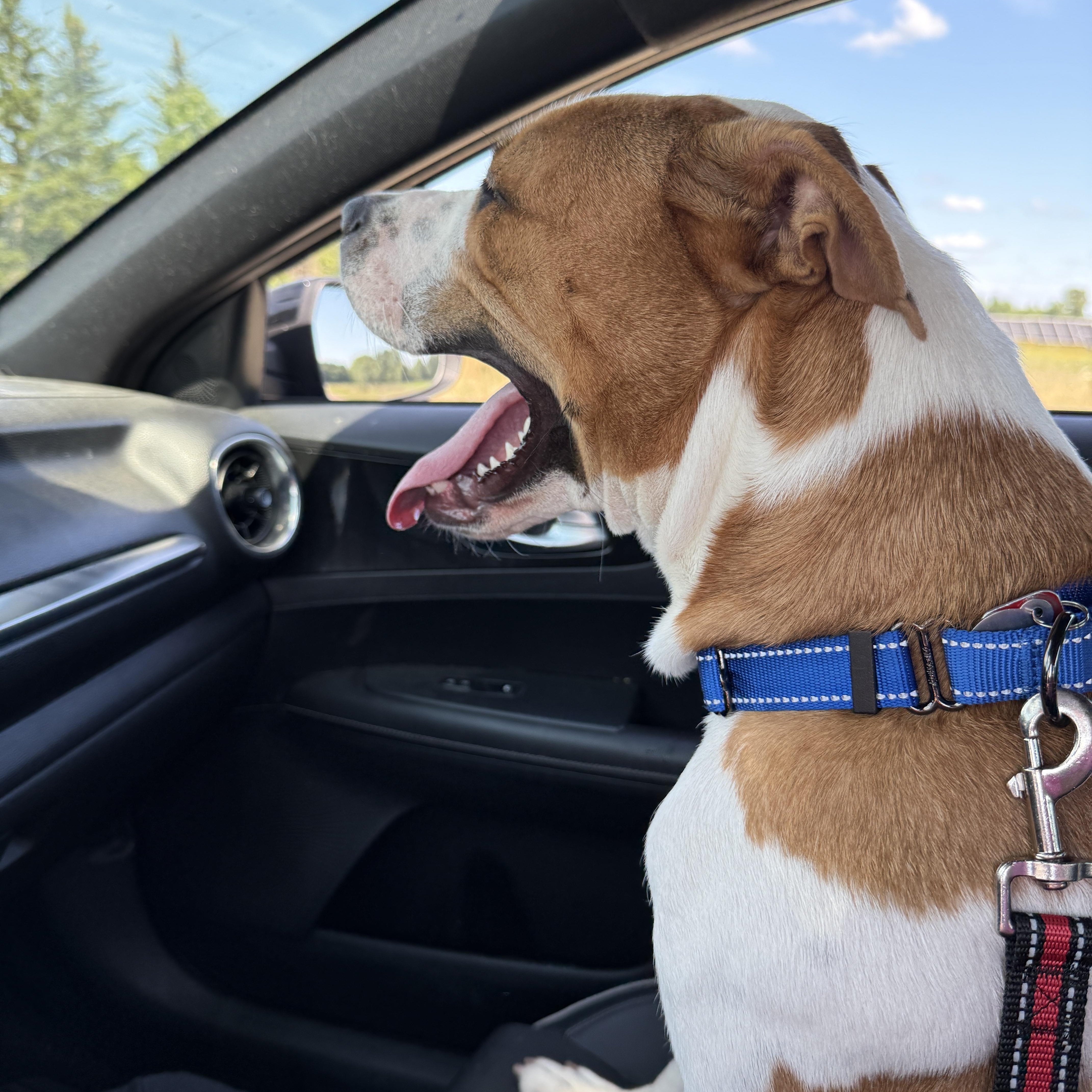 Enlarge Zorro, a Adoptable mixed breed in Wautoma, WI image 3/4