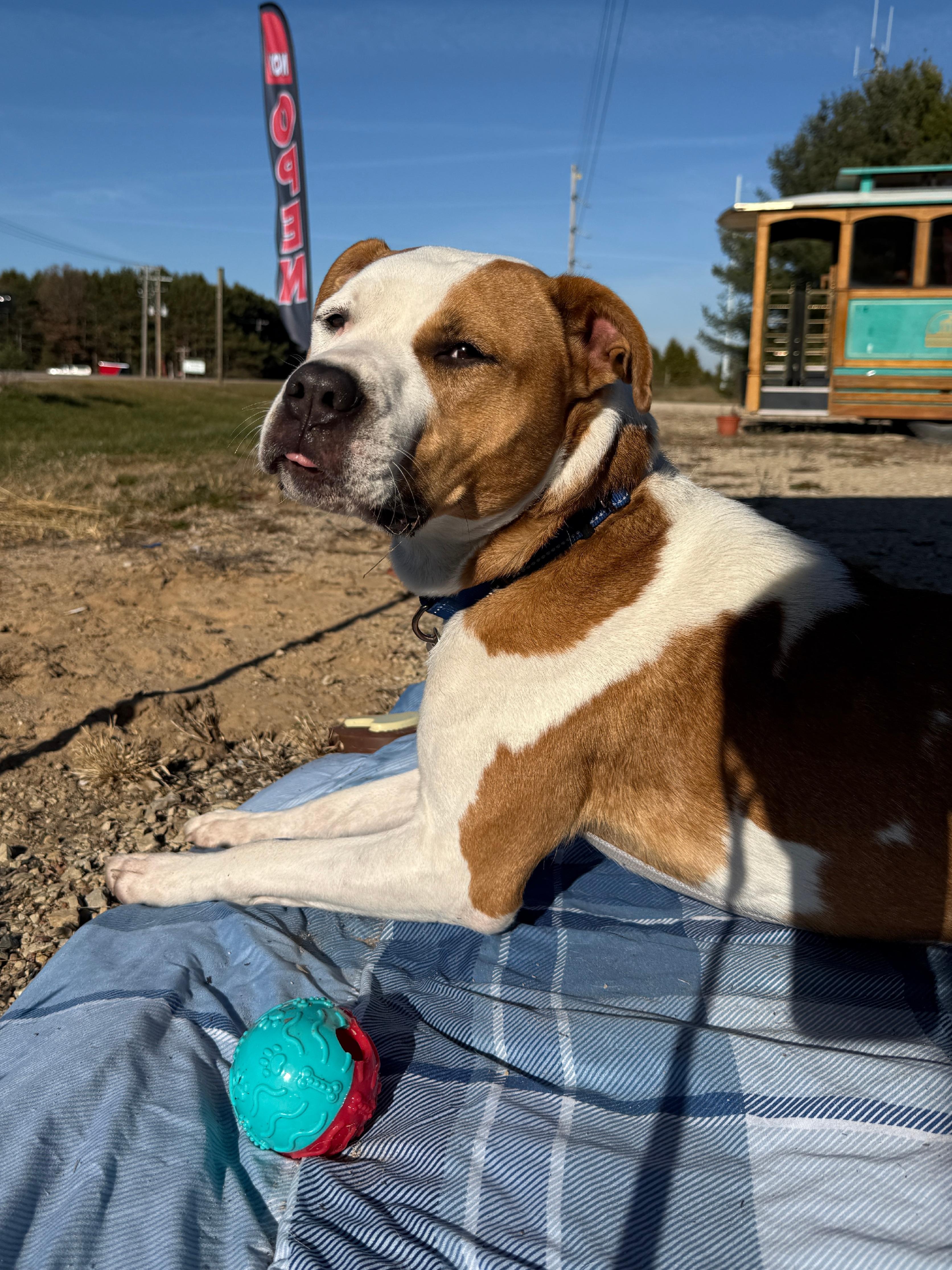 Enlarge Zorro, a Adoptable mixed breed in Wautoma, WI image 4/4