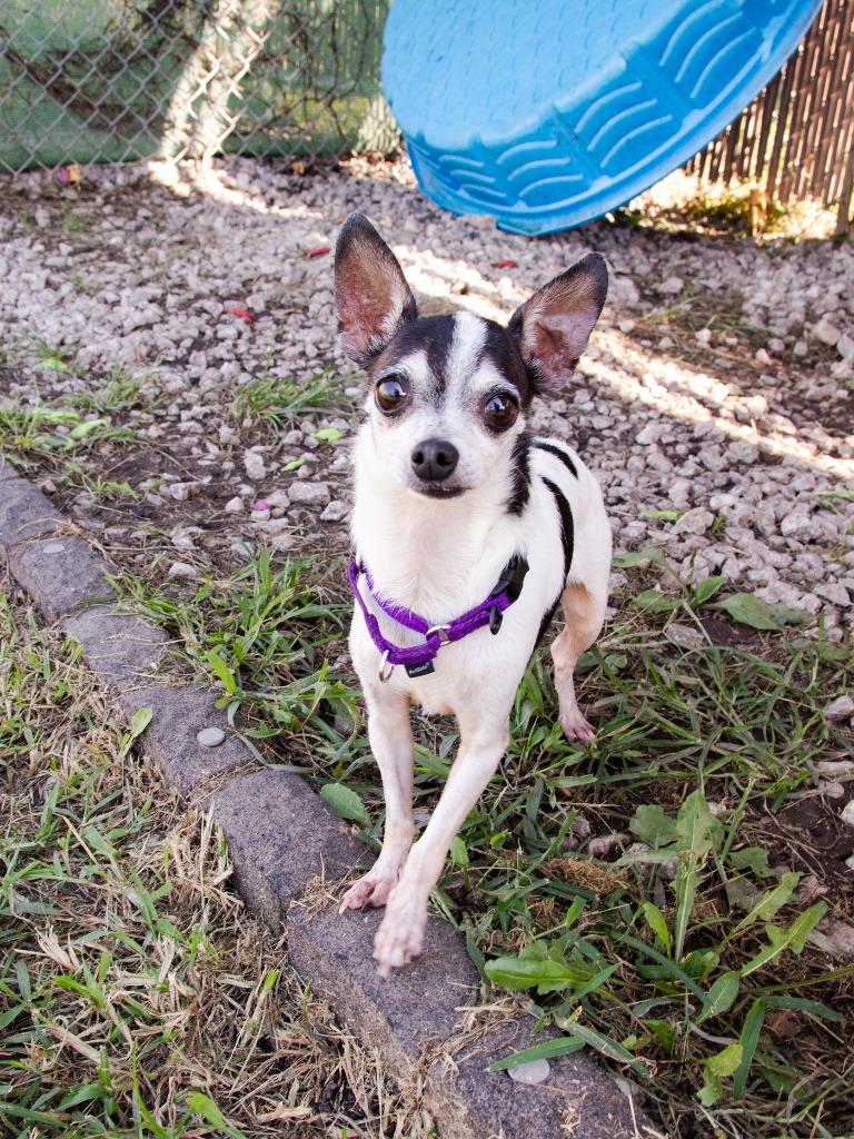 Bohdi, Adoptable, Senior Male Chihuahua.