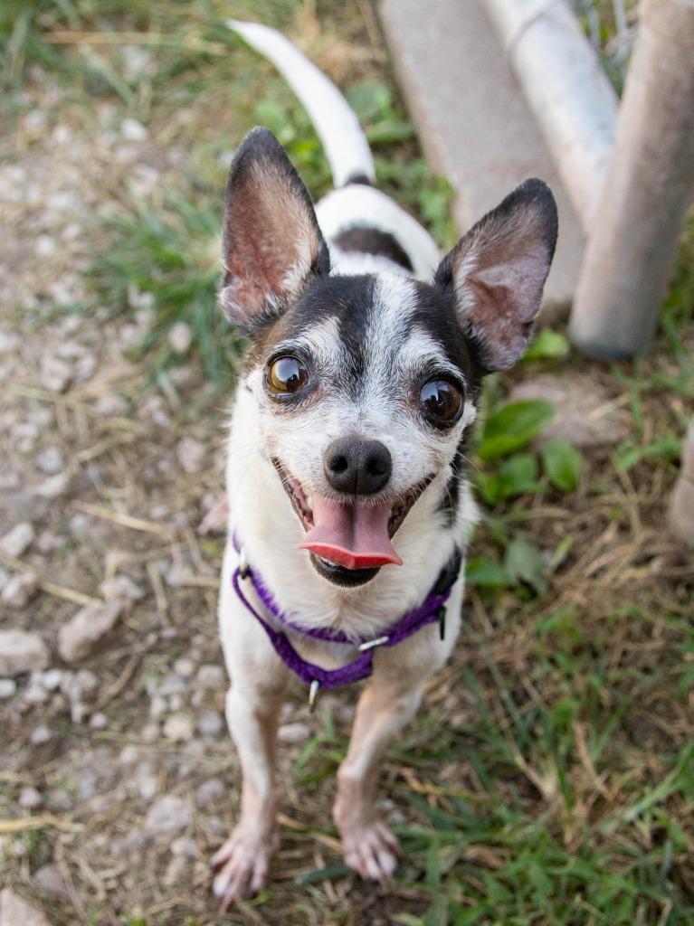Enlarge Bohdi, a Adoptable Chihuahua in Lansing, KS image 2/6
