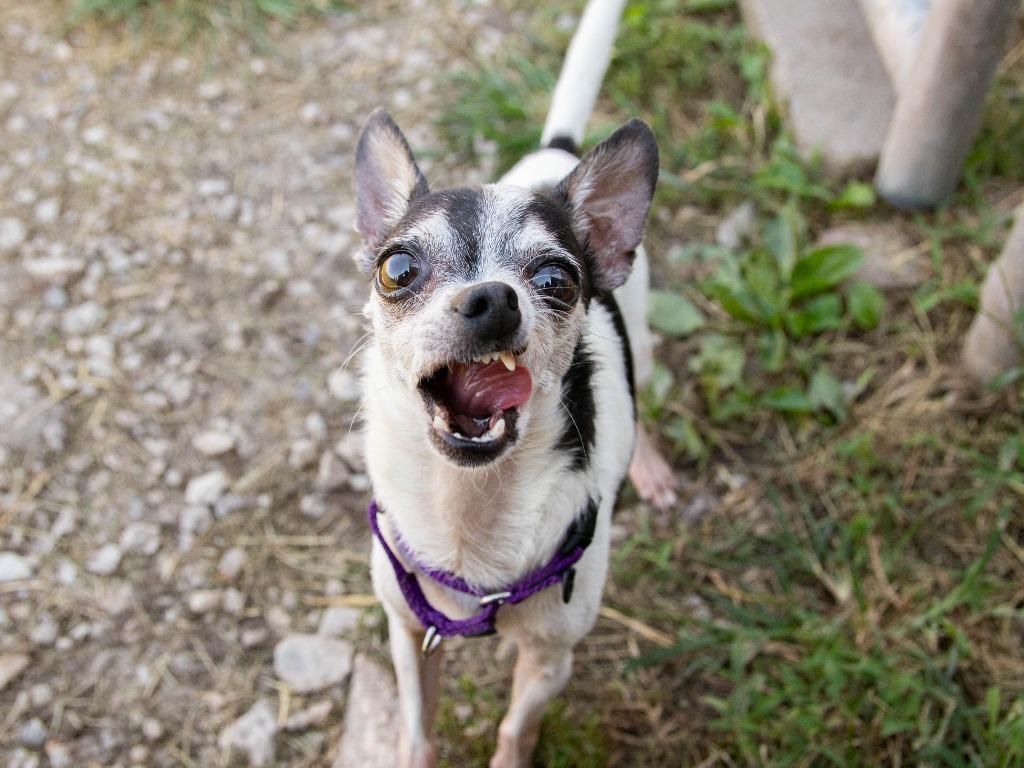 Enlarge Bohdi, a Adoptable Chihuahua in Lansing, KS image 3/6